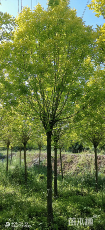 12公分金叶白蜡