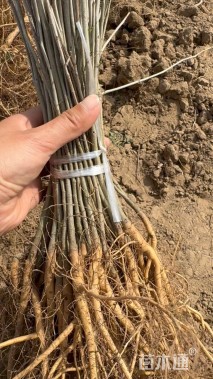 高度50厘米紫穗槐