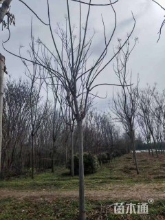 10公分栾树