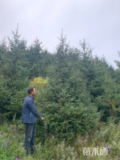 高度300厘米云杉