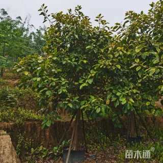 高度600厘米富贵榕