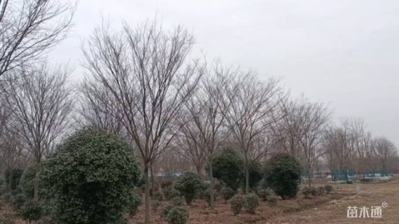 15公分榉树
