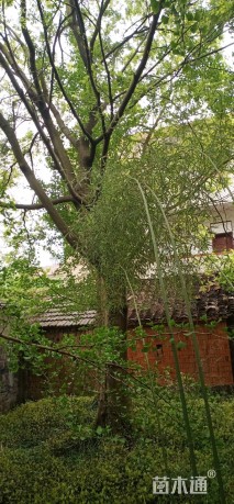 37公分朴树