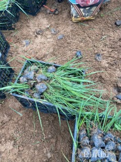 高度50厘米柳枝稷