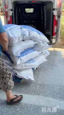 高度10厘米白三叶