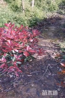 冠幅80厘米红叶石楠球