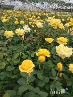 高度30厘米金叶女贞