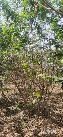 高度300厘米丛生金银木