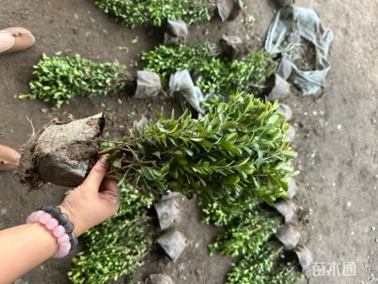 高度30厘米瓜子黄杨