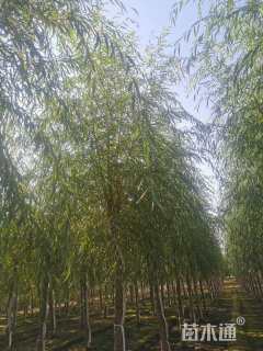 10公分金丝垂柳