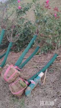 高度160厘米月季