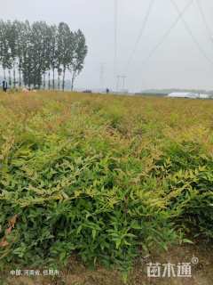 高度45厘米南天竹