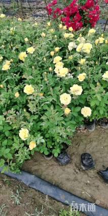 高度40厘米月季