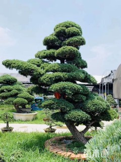 容器苗造型罗汉松