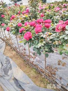 高度80厘米棒棒糖月季