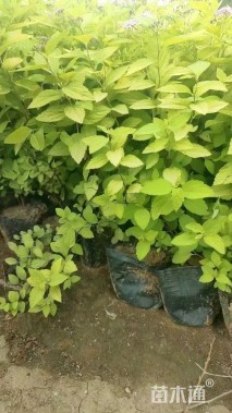 高度30厘米金焰绣线菊