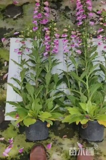 高度80厘米吊钟柳