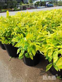 高度20厘米火焰南天竹