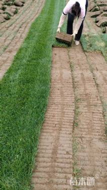 草毯状早熟禾草