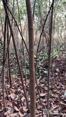 高度100厘米榉树小苗