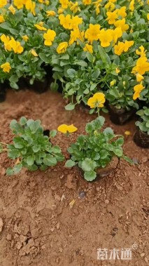 高度17厘米角堇