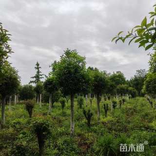 高度220厘米花棒