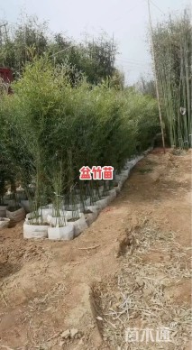 3公分青竹复叶槭