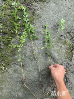 35厘米小叶女贞