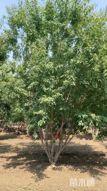 高度450厘米丛生茶条槭