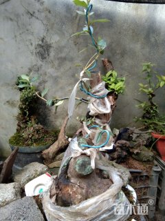 高度100厘米映山红