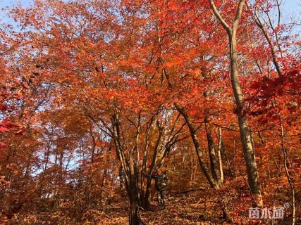 高度900厘米丛生鸡爪槭