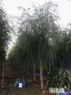 17公分垂柳