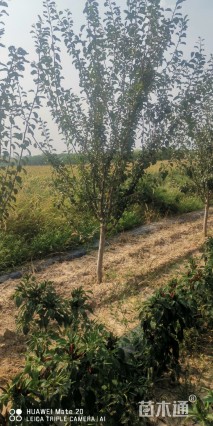 高度220厘米李子树