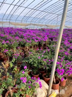 高度60厘米三角梅