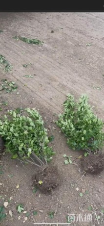 冠幅50厘米冬青球