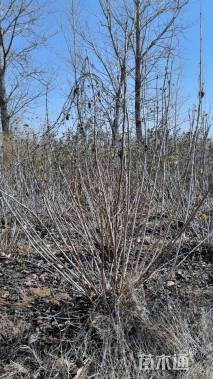 高度150厘米丛生丁香