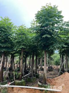 12公分复羽叶栾树