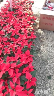 高度50厘米一品红