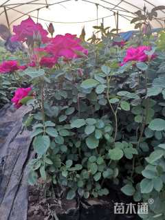 高度35厘米丰花月季