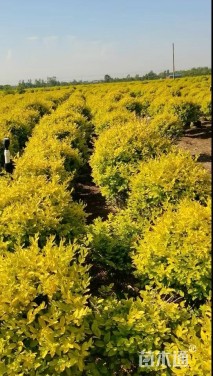 冠幅80厘米金冠女贞球