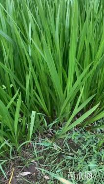 高度30厘米水菖蒲