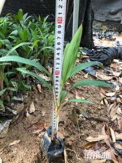 高度25厘米亮叶朱蕉