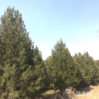 高度550厘米白皮松