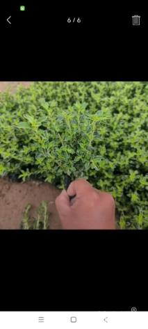 高度30厘米六月雪