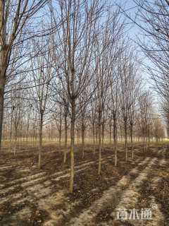 12公分美国红枫