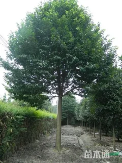 高度400厘米含笑