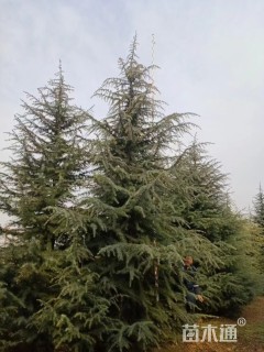 高度300厘米雪松