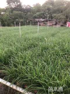 高度30厘米金红羽狼尾草