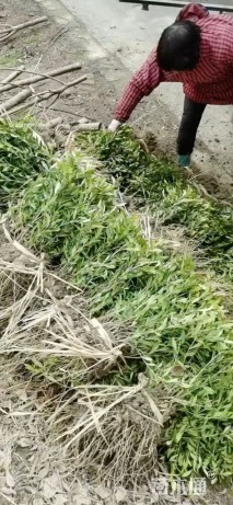 高度40厘米小叶栀子小苗