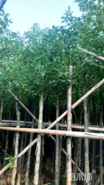 8公分香樟